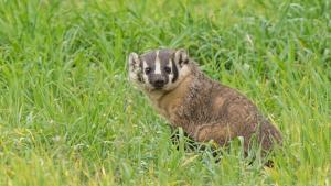 American Badger by Mike Bolte American Badger in green field
