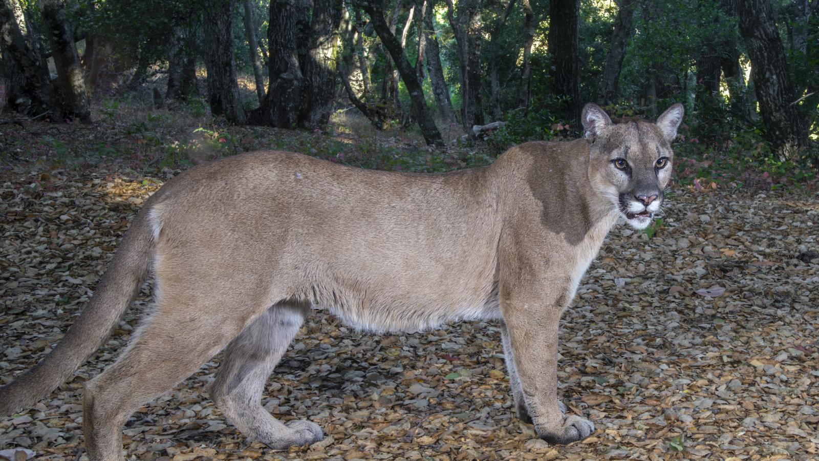Photo of mountain lion in a Midpen preserve