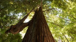 Old growth redwood / photo by Paolo Vescia, courtesy of Peninsula Open Space Trust