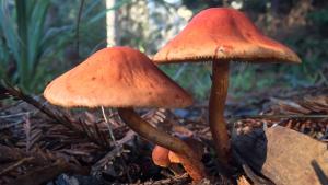 Mushrooms / photo by Ingrid Hegerberg
