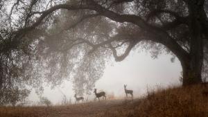 Deer / photo by Tian Lin