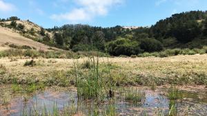 Stock pond on the Johnston Ranch property in Half Moon Bay. 