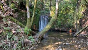 Small human-made waterfall behind tree