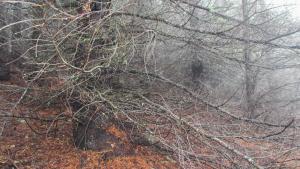 Trees branch with no growth