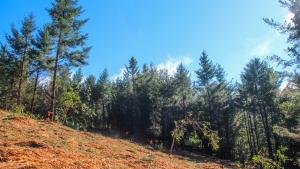 Hill covered in wood chips with douglas fir trees