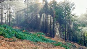 Light shining through douglas fir tree farm