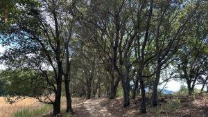 Oak Knoll Trail (Frances Freyberg) Shaded trail between oaks