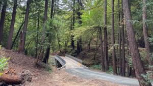 Salamander Springs Trail (Frances Freyberg) Trail featuring bridge among redwoods