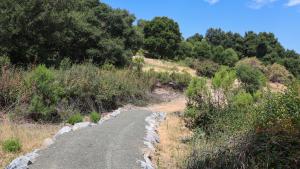 Lower Pete Siemens Trail (Frances Freyberg) Raised trail