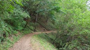 Middle Pete Siemens Trail (Frances Freyberg) Trail surrounded by green trees
