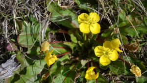 Suncups (Leigh Ann Gessner) Bright yellow suncups bloom in coastal grassland habitat