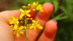 Close up yellow flowers in hand / photo by Emma Tripp