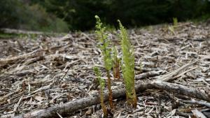 Fern regrowth forest health 