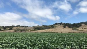 Johnston Ranch (Leigh Ann Gessner) A field of crops at Johnston Ranch