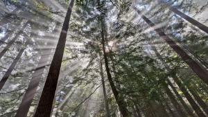 Photo: Karl Gohl Sun streaming through tall redwood trees