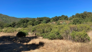 Cherry Springs area before 2024 prescribed burn Yellow grassy hillside with brush