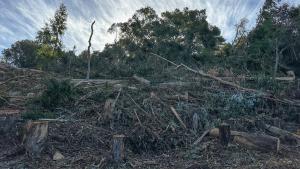 Hill with felled eucalyptus trees