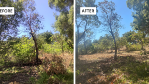 Before and after photos showing the effects of vegetation removal in a portion of Thornewood Open Space Preserve.