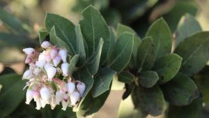 flowers of the kings mountain manzanita