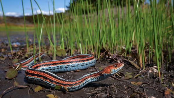 San francisco garter snake