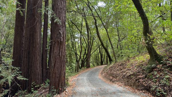 Middle Pete Siemens Trail (Frances Freyberg) Gravel trail near redwood trees