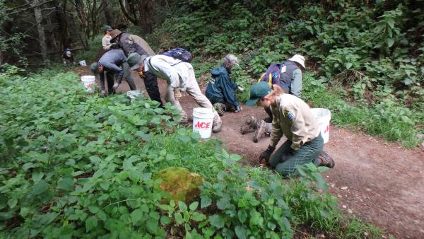 Midpen staff and volunteer conducting restoration work in Bear Creek Redwoods