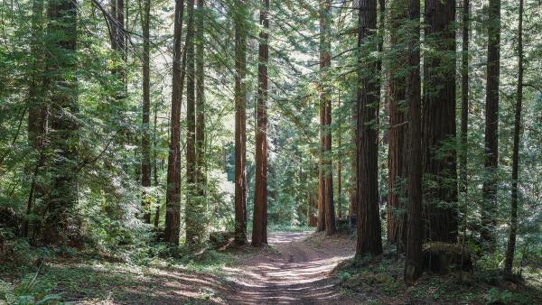 Lonely Forest Trail Lonely Forest Trail