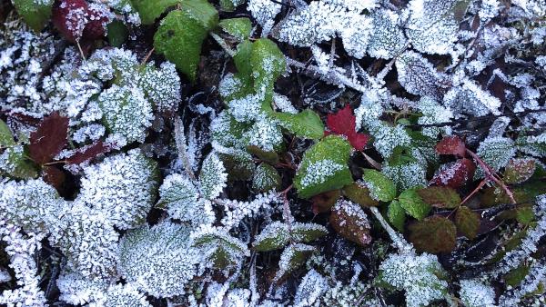 Frost on poison oak leaf (Oksana Baumert)