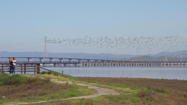 Brids fly low over the SF Bay as people birdwatch from Ravenswood