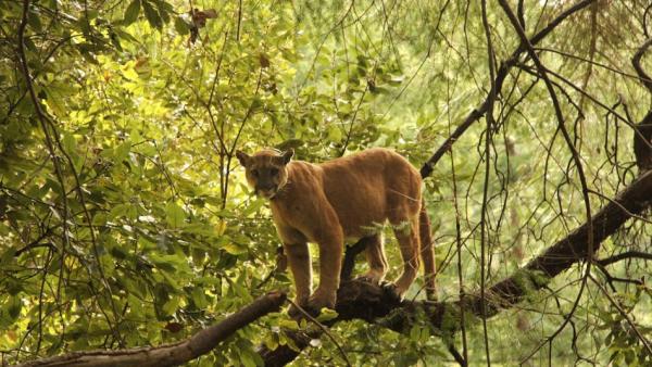 Mountain lion standing on tree branch looking at camera