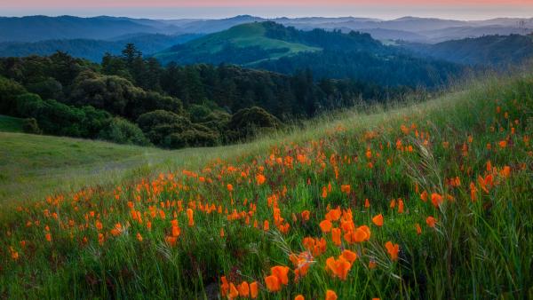 Poppies in front of a sunset vista