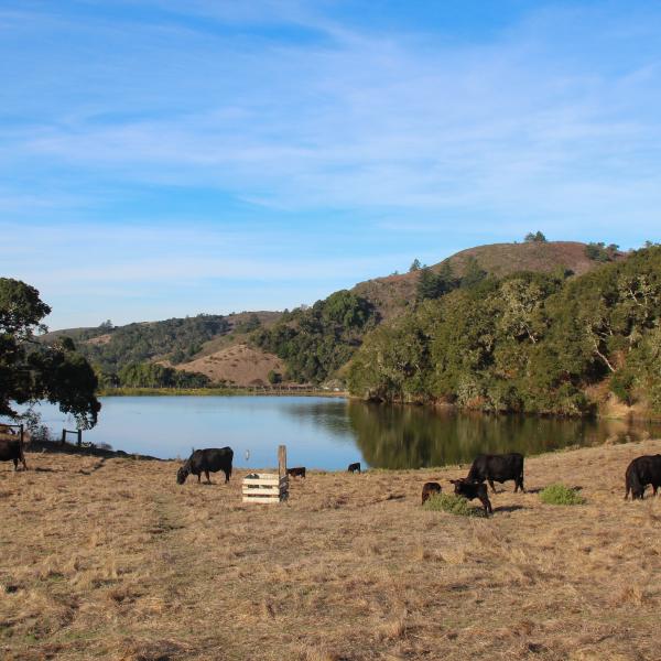 Cattle grazing near Lower Turtle Pond