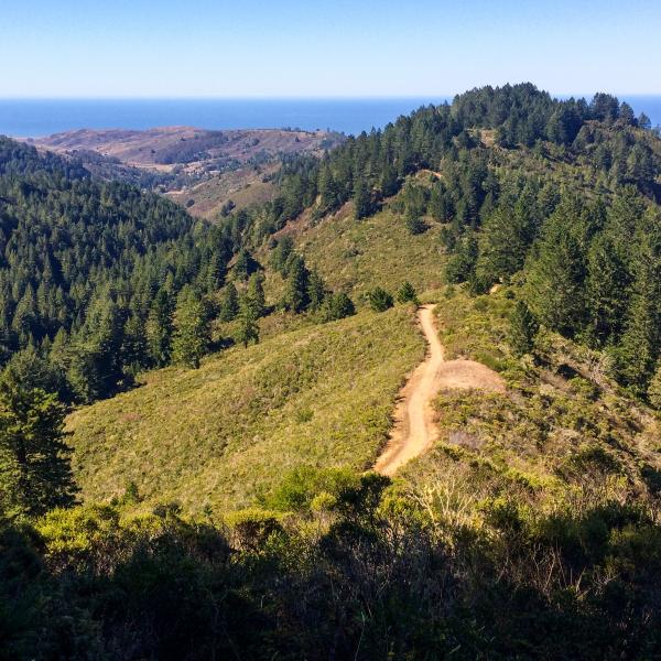 View from the Whittemore Gulch Trail in Purisima Creek Redwoods Preserve. (Haley Edmonston)