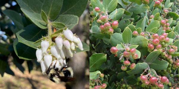 a cluster of white bell-shaped flowers and tiny fruit of manzanitas