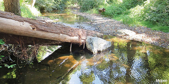 logs in La Honda Creek