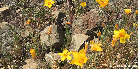 flowers growing in rocky soil at Mount Umunhum