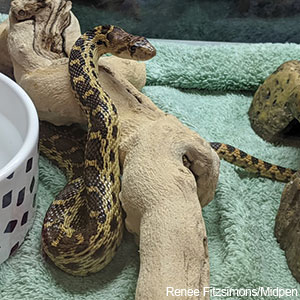 gopher snake on log