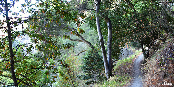 Zinfandel Trail at Picchetti Ranch Preserve