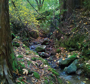 Perrenial Creek along the Alma Trail