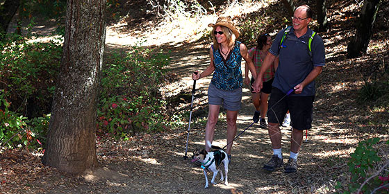 Hikers and their dogs can enjoy the trails at many Midpen preserves
