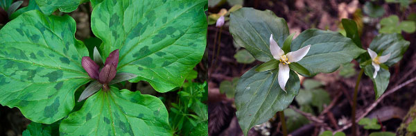two plants with large green leaves and reddish flowers