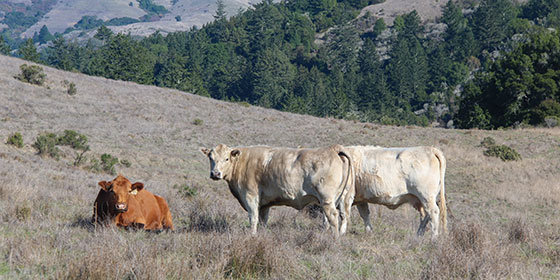 Cattle grazing on Midpen open space land. © Frances Freyburg