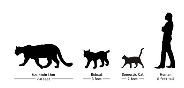 Juvenile Mountain Lion Size