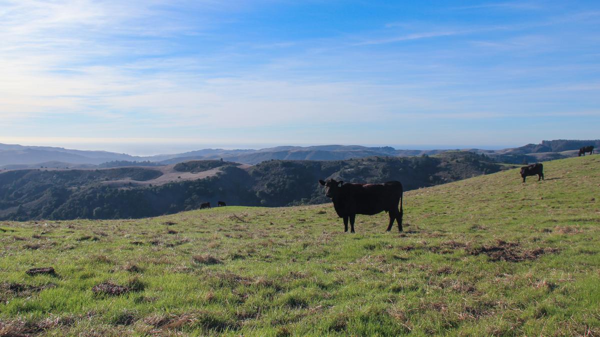 Skyline Ridge Preserve | Midpeninsula Regional Open Space District