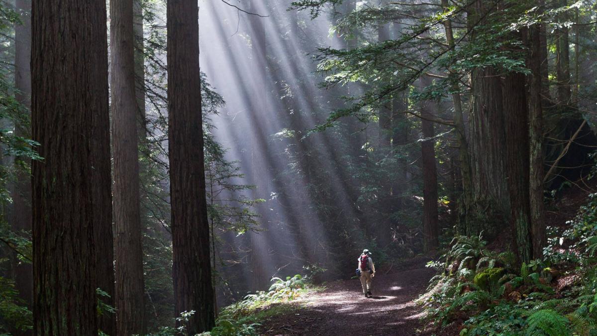 Purisima Creek Redwoods Preserve | Midpeninsula Regional Open Space ...