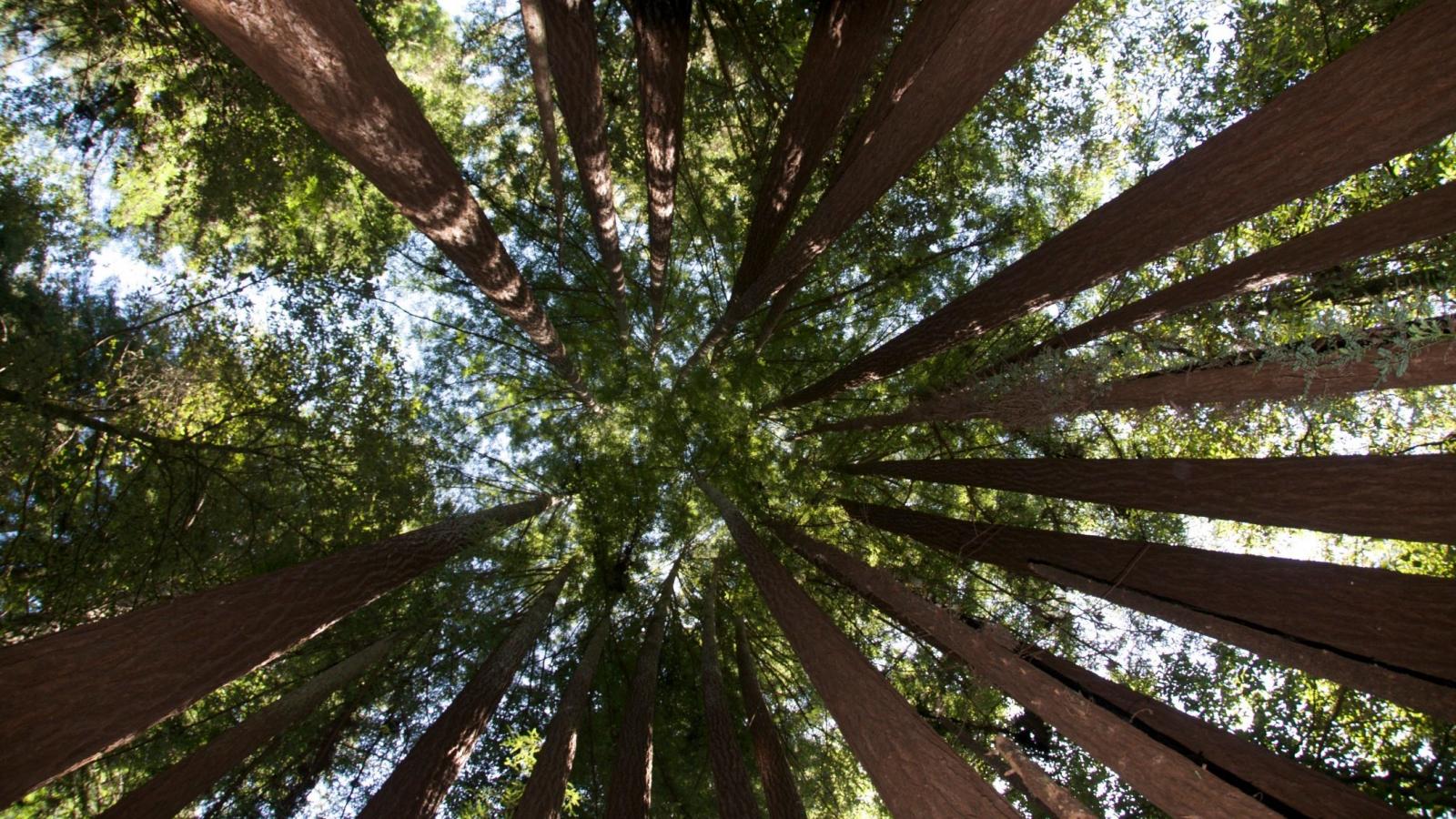 Bear Creek Redwoods Preserve Midpeninsula Regional Open Space