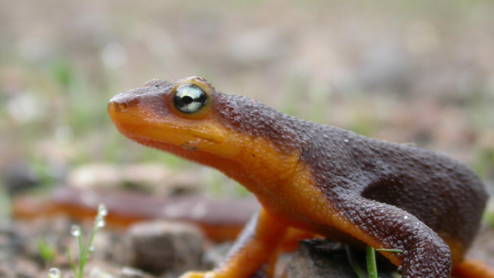 California newt