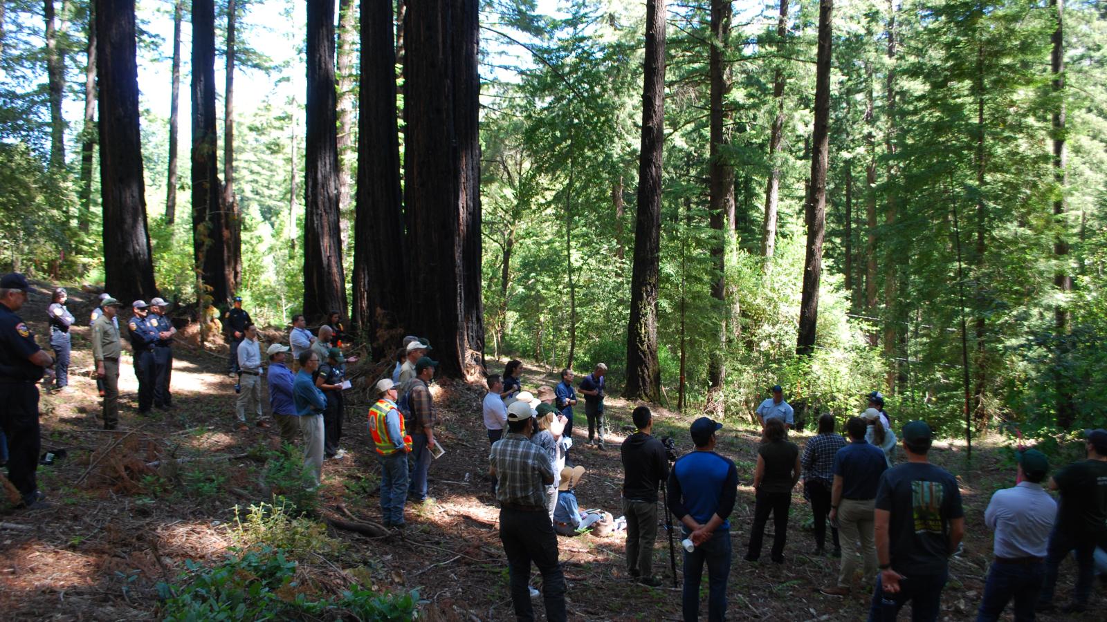 People stand in redwood forest