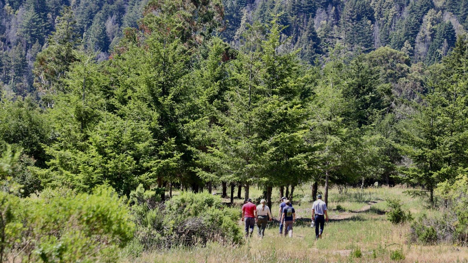 A group of staff in a forest at Bear Creek Redwoods Preserve