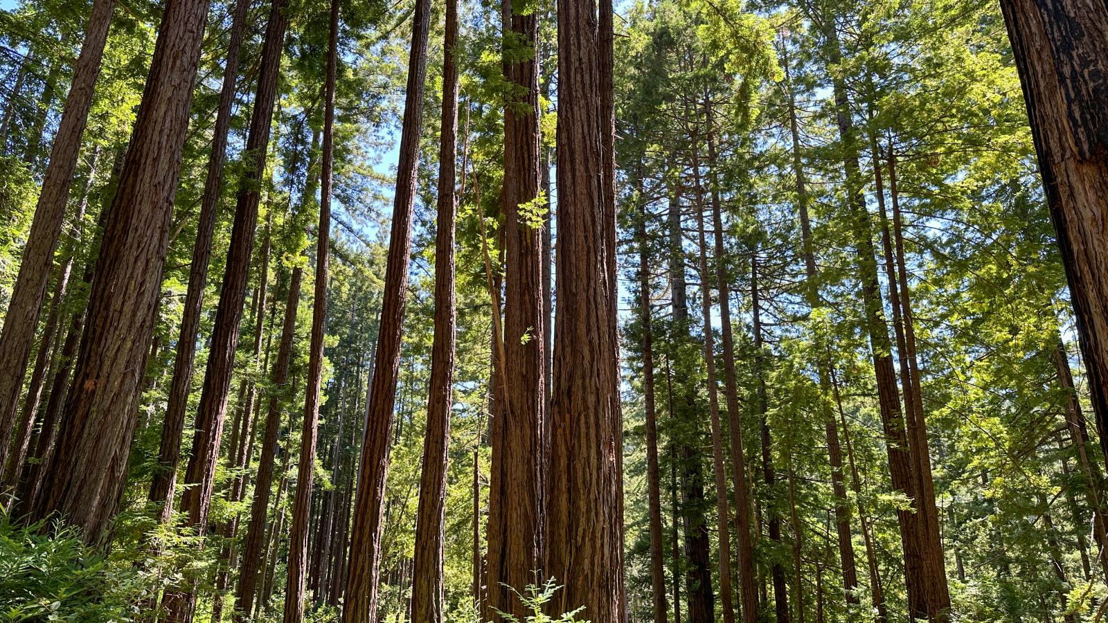 Grove of thin redwood trees